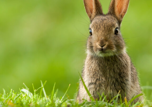 Cruelty free commitment